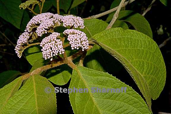 callicarpa pilosissima 4 graphic